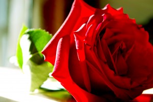 Primer plano de una rosa de color rojo