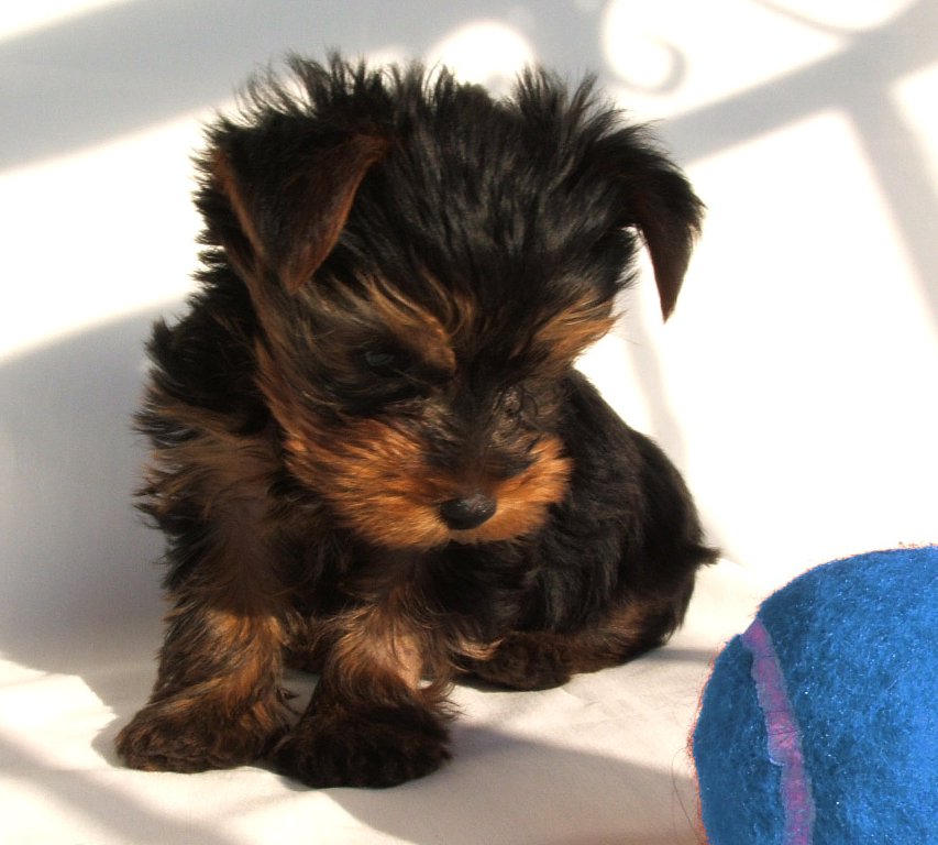 Hoteles dog friendly en Extremadura